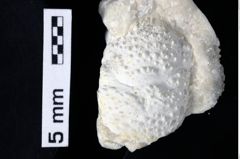 Foto (Detailansicht) von Gastrosacus tuberosiformis (Lorenthey, 1929) (NHMW-GEO-1990-0041-0358)